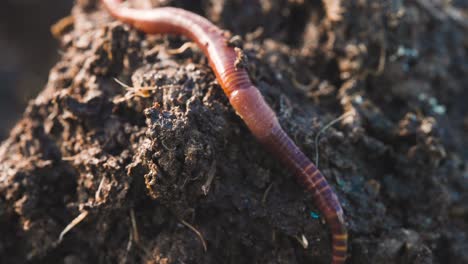 Worm-red-wiggler-moving-around-in-organic-garden-soil,-composting