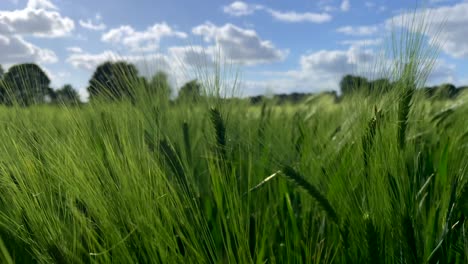 Slow-motion-shot-of-green-barley-growing-on-field-in-nature-against-blue-sky-and-clouds---close-up