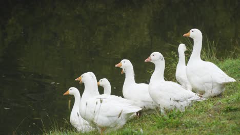 A-proud-gaggle-of-nine-white-geese-sitting-by-a-river-bank-waiting