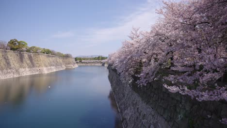 Scenic-view-of-Osaka-Castle-Moat-river-under-the-cherry-blossoms-in-full-bloom