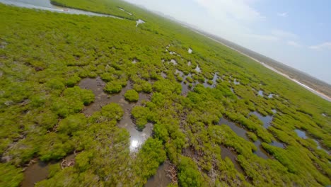 Crazy-Aerial-Drone-Fpv-Flight-Over-Mangroves-At-Parque-Nacional-El-Morro,-Montecristi-In-Dominican-Republic