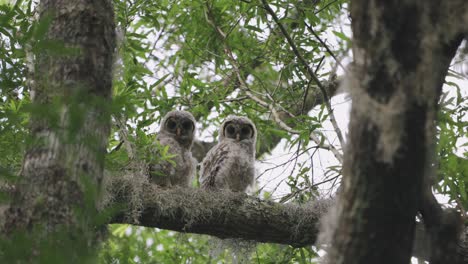 Two-Barred-Owl-babies-sit-on-branch-in-woods