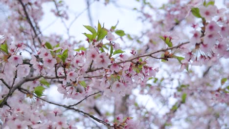 Looking-up-at-cherry-blossom-branches-with-natural-pink-flower-blooms-during-springtime