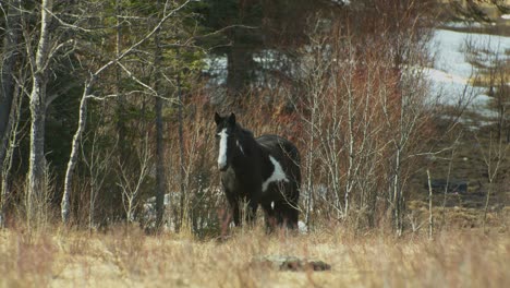 Schwarzes-Pferd,-Das-Aus-Dem-Wald-In-Die-Kamera-Blickt
