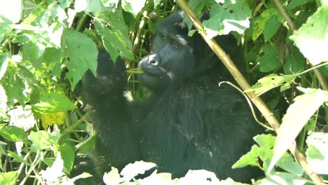 Gorila-De-Montaña-Escondido-En-Una-Densa-Vegetación-Verde-Comiendo-En-El-Parque-Nacional-Del-Bosque-Impenetrable-De-Bwindi