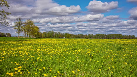 Static-view-of-green-lawn-with-yellow-dandelions-with-dark-clouds-passing-by-in-timelapse