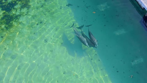 Dolphins-swim-together-in-shallow-ocean-pen
