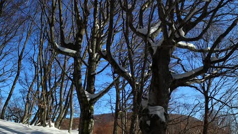 Viel-Schnee-Im-Wald-Mit-Der-Goldenen-Sonne-Hinter-Den-Bäumen-Und-Einer-Großen-Schneebedeckten-Buche