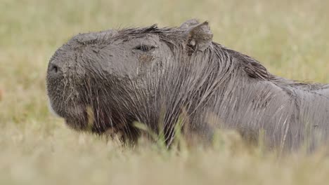 close-up-portrait-on-face-of-adult-capybara-covered-in-mud-and-getting-up