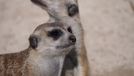 Close-up-shot-of-cute-Baby-Meerkats-resting-outdoors-in-sunlight-and-watching-around-with-black-eyes