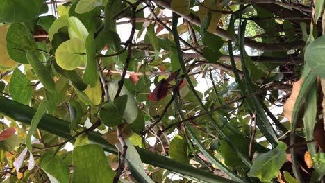 Red-cardinal-eats-berries-in-the-bushes,-VERTICAL-footage
