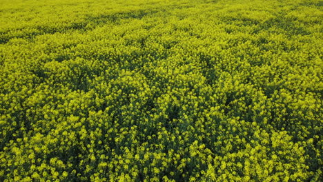 Flight-over-endless-rapeseed-field