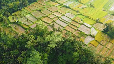 Erstaunliche-Filmische-Ubud-,-Bali-Drohnenaufnahmen-Mit-Exotischen-Reisterrassen,-Kleinen-Farmen-Und-Agroforstplantagen