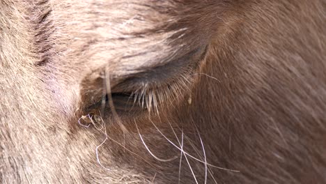 Süßes-Pferd,-Das-Die-Augen-Schließt-Und-Das-Sonnenlicht-Draußen-In-Der-Natur-Genießt,-Makro-Nahaufnahme
