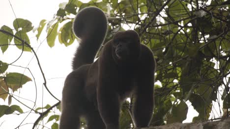 Portrait-Of-A-Woolly-Monkey-On-Tropical-Rainforest-In-Colombia