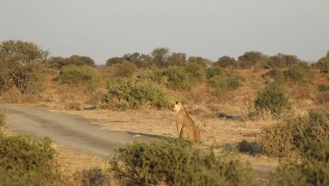 Wide-shot-of-a-lioness-sitting-in-beautiful-golden-light,-Mashatu-Botswana