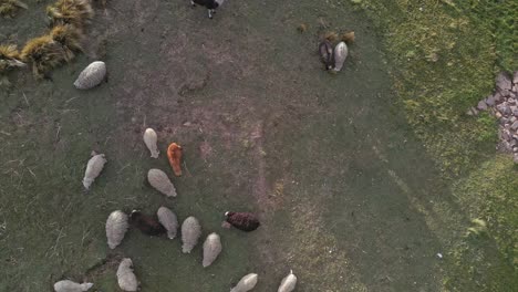 Top-down-drone-shot-of-a-domesticated-herd-of-sheep-and-llamas-on-a-traditional-Inka-farm-in-Bolivia