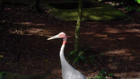 The-Sarus-crane,-Grus-antigone-is-a-large-non-migratory-crane-found-in-Singapore