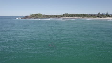 Flying-Towards-Fingal-Headland-With-Bottlenose-Dolphins-Swimming-In-The-Tasman-Sea---aerial-drone-shot