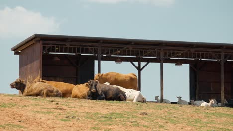 Herd-Of-Cattle-and-Goats-Lying-And-Relaxing-On-The-Ground-Near-The-Wooden-Barn-In-a-Farm-on-a-Hill-Against-Blue-Sky