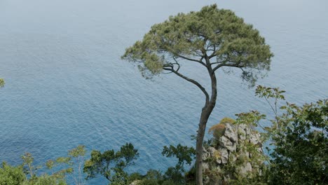 Toma-Detallada-De-Algo-De-Vegetación-En-La-Isla-De-Capri,-Durante-Una-Mañana-Soleada-En-Primavera