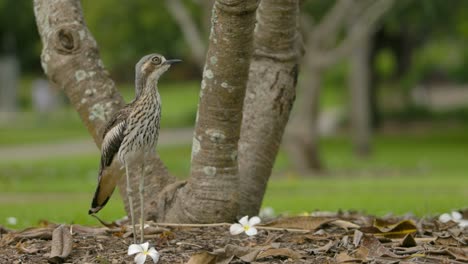Bush-stone-curlew-standing-at-foot-of-frangipani-tree-looks-around