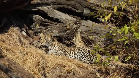 Wide-shot-of-a-leopard-laying-and-observing-its-surroundings,-Mashatu-Botswana