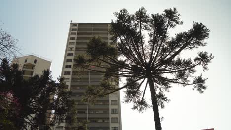 Beautiful-Araucaria-tree-in-the-city-center-of-Curitiba-Brazil