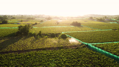 Cinematic-drone-shot-showing-asian-worker-in-cultivated-fields-spraying-toxic-against-Ecological-Pesticide-during-sun-flares---Thai-An-Region,-Vietnam