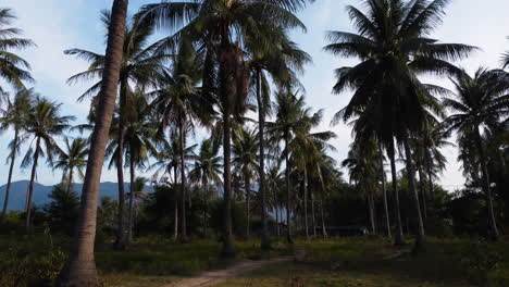 Pov-dolly-drive-on-tropical-path-surrounded-by-palm-trees-in-Vietnam-during-summer