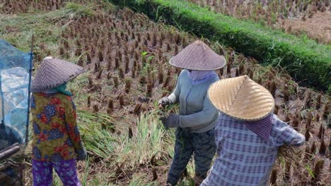balinese-teamwork-farmers-thresh-rice-plants,-slow-motion-pan