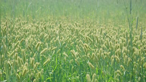 Green-Wheat-Crops-In-The-Field-Of-Anseong-Farmland-In-South-Korea