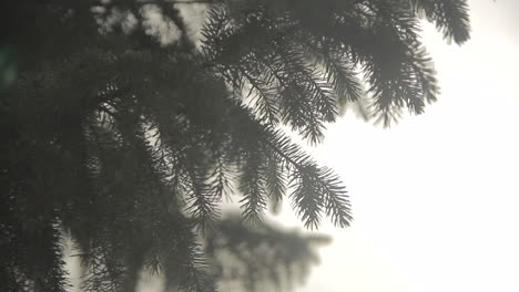 Close-up-of-Pine-tree-branch-moving-in-the-wind-with-gray-and-white-sky-in-background-with-a-soft-white-foggy-glow.