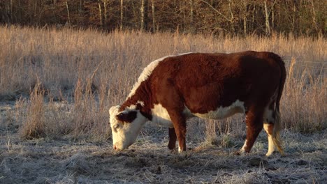 Side-view-of-brown-and-white-mini-Hereford-beef-cow-eating-grass,-golden-hour