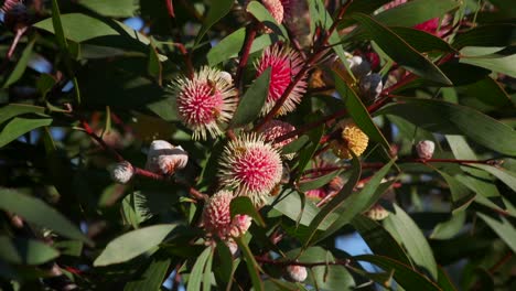 Lots-of-Bees-flying-on-Hakea-Laurina-Plant,-Daytime-Sunny-Maffra,-Victoria,-Australia-Slow-Motion