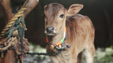 Cute-little-calf-looking-at-camera-curiously