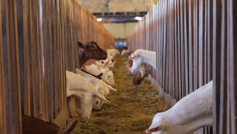 Close-up-of-goats-in-corral-feeding
