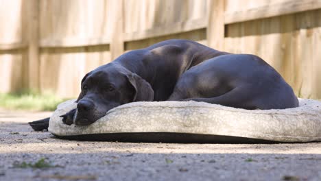 Great-Dane-dog-lays-on-her-outdoor-bed-in-the-spring-sunshine