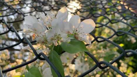 Weiße-Blumen-Durch-Maschendrahtzaun