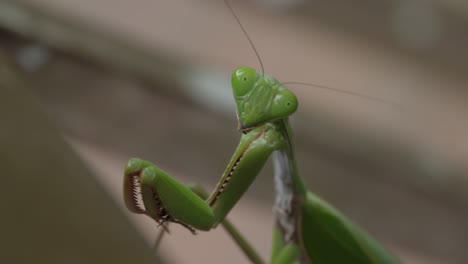 Close-Up-Of-A-Green-Praying-Mantis-In-The-Forest