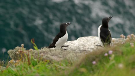 A-pair-of-alert-razorbill-seabirds-sit-on-the-edge-of-a-thrift-covered-cliff-with-each-other-in-a-seabird-colony-with-turquoise-water-in-the-background-on-Handa-Island,-Scotland