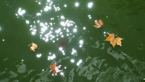 Herbstblätter-Schwimmen-Auf-Der-Wasseroberfläche,-Sonnenlichtreflexionen