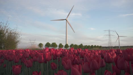 Turbinas-Eólicas-Contra-El-Cielo-Azul-Nublado-Y-El-Campo-De-Tulipanes-Rojos-En-Holanda---Tiro-Estático