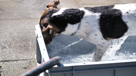 Lindo-Perro-Pequeño-Chapoteando-En-El-Agua-Durante-El-Caluroso-Día-De-Verano,-De-Cerca