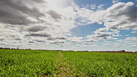 Dunkle-Wolken,-Die-Sich-Im-Frühling-Mit-Jungen-Grünen-Weizensprossen-über-Die-Ländliche-Landschaft-Bewegen
