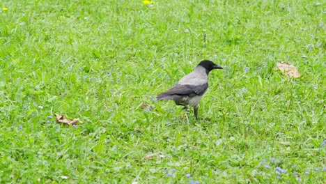 Close-of-crow-wondering-around-on-vibrant-grass-meadow,-tracking-shot,-day