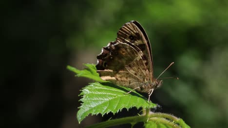 Speckled-Wood-Butterfly-perched-on-Bramble-Leaf