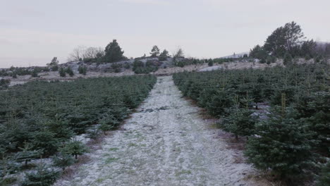 Aerial-Drone-flying-through-Christmas-Tree-plantation