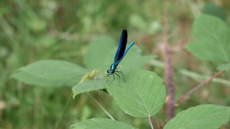 Blue-Damselfy,-small-Dragonfly,-on-top-of-leaf-on-the-woods