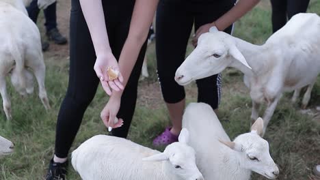 young-girl-gives-food-to-a-white-sheep-from-her-hand,-animals-in-natural-zoo